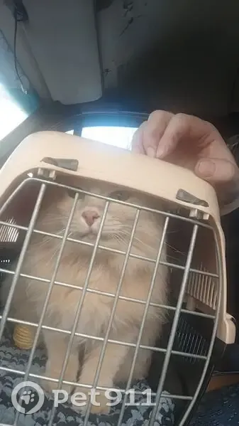 Пропала кошка, Совхозная ул., Ряймяля - photo