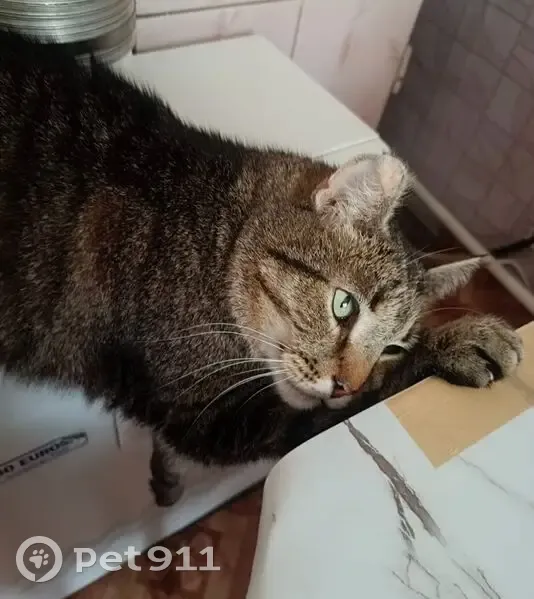 Пропала кошка, Пионерская ул., Ивановка - photo