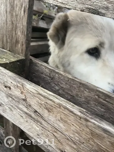 Собака найдена на 41К-014, Копорское СП - photo