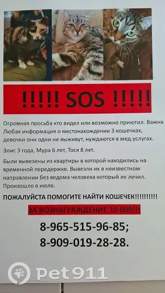 Пропала кошка, ул. Ленина, Берёзовский - photo