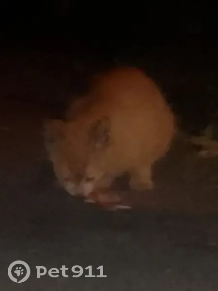 Котёнок найден на Мироновской улице, Москва. - photo