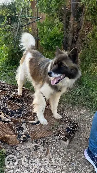 Собака найдена: Железнодорожная ул., Шаховская - photo