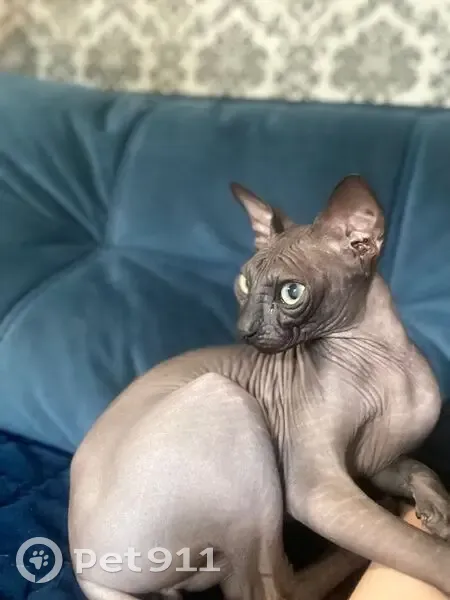 Пропала кошка, Иловайская 12А, Ростов-на-Дону - photo