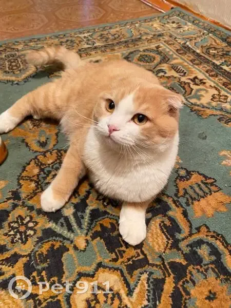 Пропала кошка, Железногорск, Иркутская обл. - photo