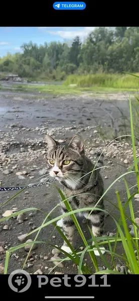 Пропала кошка, Кимильтейское поселение - photo