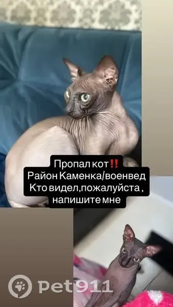 Пропал кот сфинкс, Иловайская 64, Ростов - photo