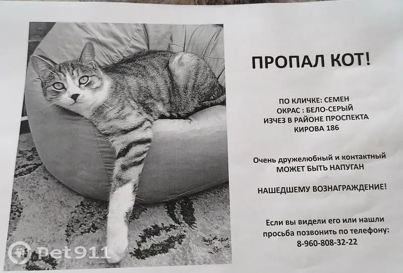 Пропала кошка на пр. Кирова, 194, Самара - photo