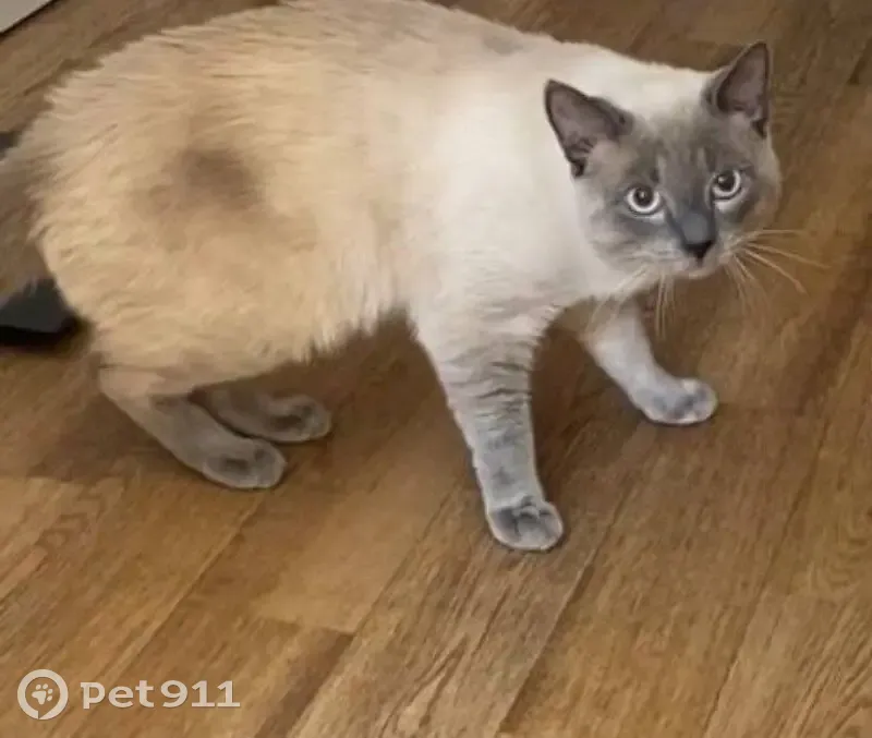 Пропала кошка, ул. Лукашевича 11А, Омск - photo