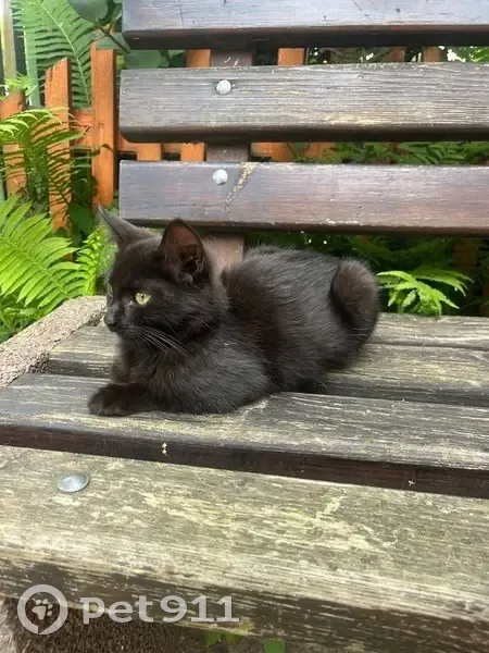 Найдена кошка, Новая ул. 5, Эммаус - photo