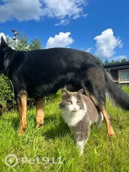 Пропала кошка в лесу у ст. Комариха - photo
