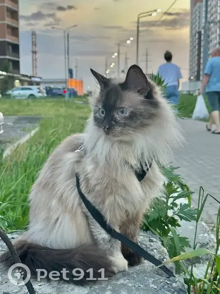 Пропала сиамская кошка, Митрофаново - photo