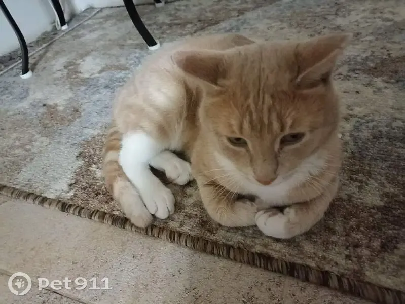 Пропала кошка в Каменке, Пензенская область - photo