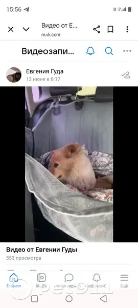 Собака найдена, ул. Ленина, Берёзовский - photo