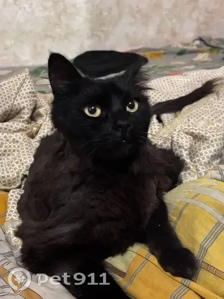 Пропала чёрная кошка, Бжегокайская 21/2 к2 - photo