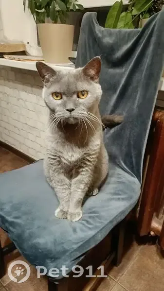 Пропала кошка, Шальское, Карелия - photo