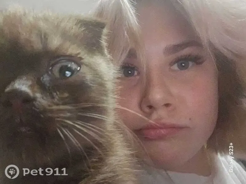 Пропала кошка, Ново-Пролетарская, Новозыбков - photo