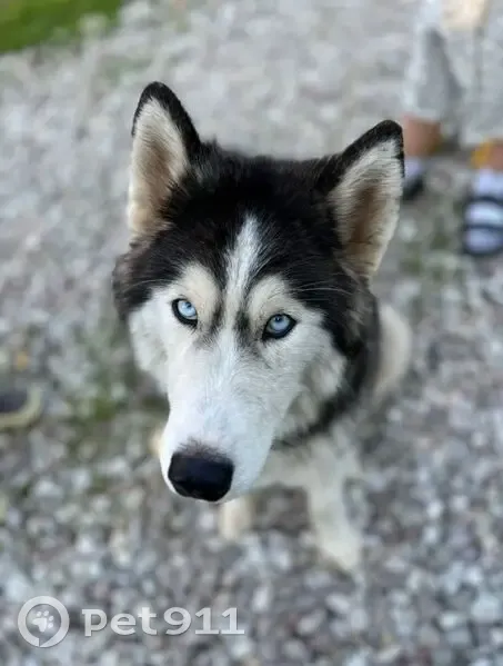 Собака найдена у 41К-795, Новосельское - photo