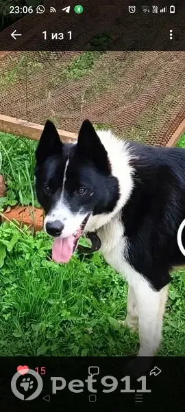 Потеряшка в Полибино, Псковская обл. - photo