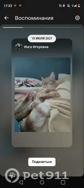 Пропала кошка, ул. 30-летия Победы 3, Томск - photo