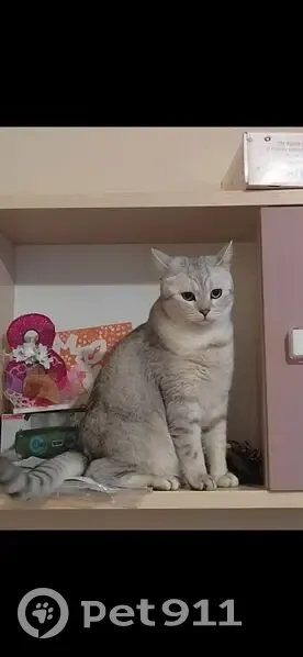 Пропала кошка, Колвинская 23, Пермь - photo