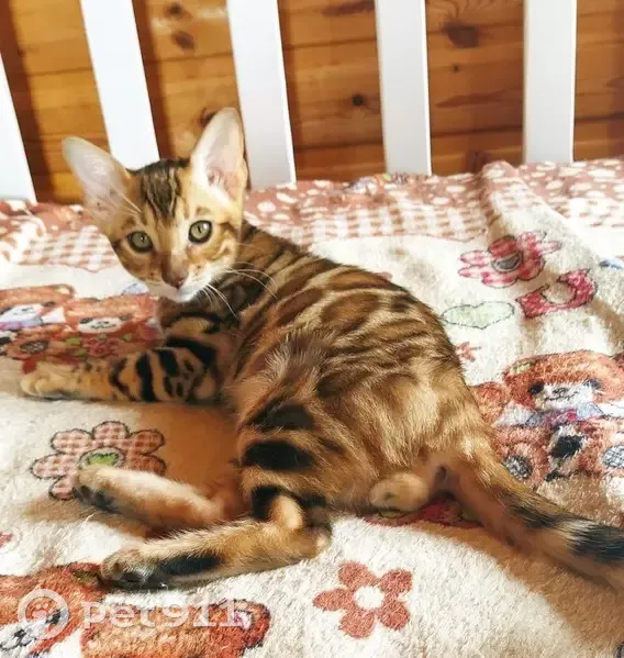 Пропала кошка, Первомайская 55А, Отрадный - photo