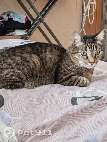 Пропал кот Филя, трасса Новая Ляля - photo