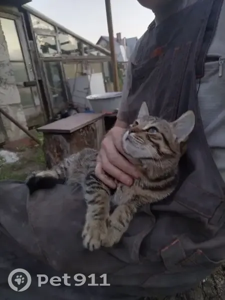 Кошка найдена: Крайняя ул, 21, Старый Оскол - photo