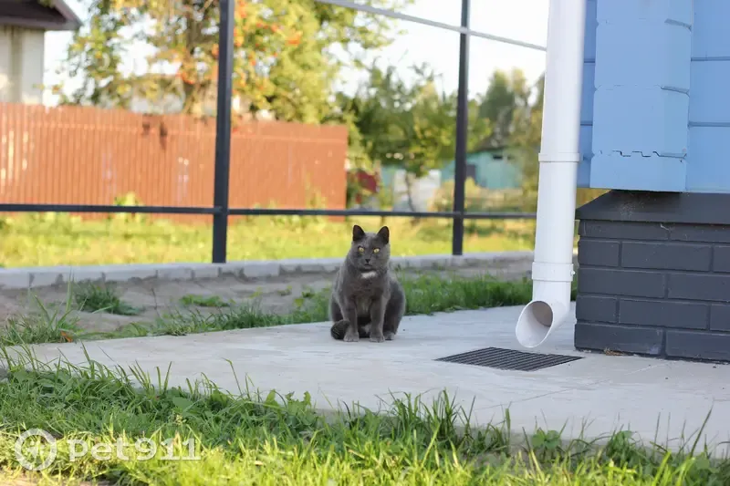 Пропала кошка, Клязьминское с/п, Владимирская обл. - photo