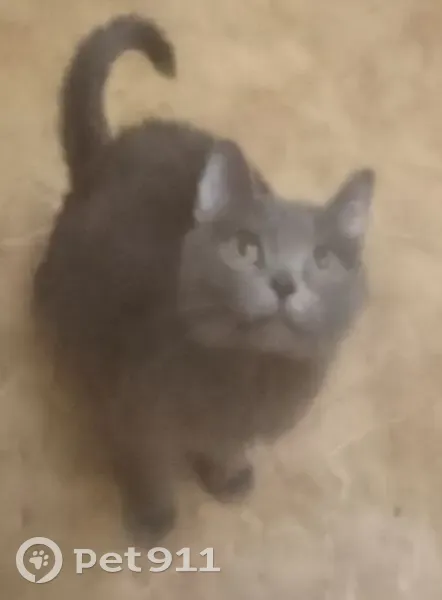 Пропала кошка, Физкультурная 96, Самара - photo