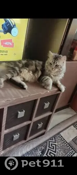 Пропала кошка, ул. Усманова, 22, Кебячево - photo