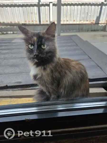 Котёнок найден у гимназии 24, Томск - photo