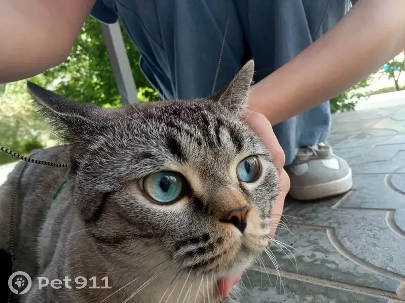 Пропала кошка, 5 мкр, дом 2В, Элиста - photo