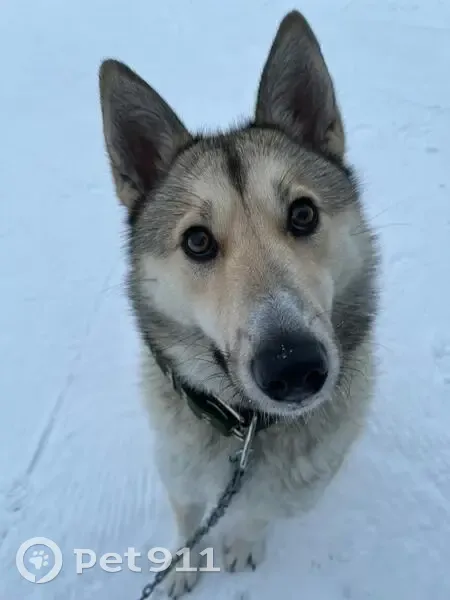 Пропала собака, Пялозеро, Карелия - photo
