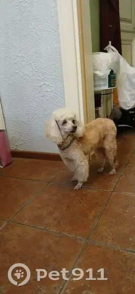 Пропала собака, ул. Калинина, 71, Мельниково - photo