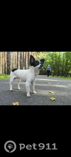 Пропала собака, Речная ул., 33 - photo