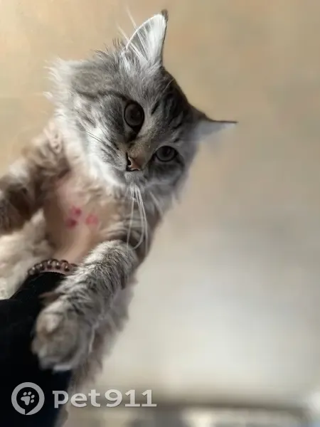 Пропал кот на Краснодонской, 47, Самара - photo