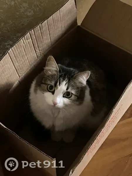 Пропала кошка, Песчаный пер., 6/22, В.В. - photo