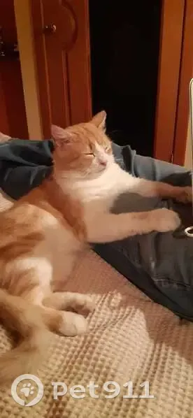 Пропала кошка, Базовская 32А, Краснодар - photo