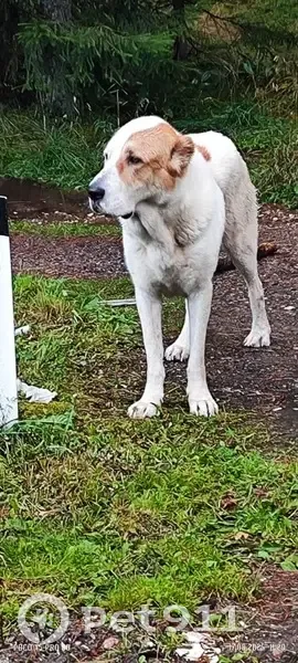 Алабай найден у трассы Р-23, Псковская обл. - photo