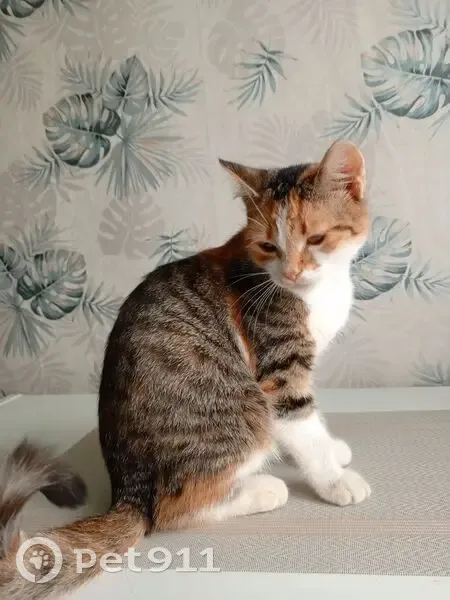 Кошка найдена на Жуковой улице, Максатиха - photo