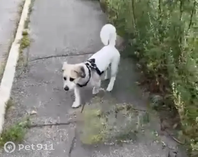 Пропала собака в Усть-Баргузине - photo