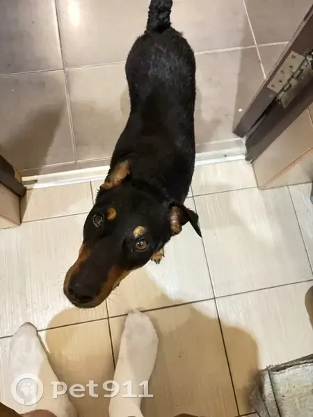 Ягдтерьер найден: пр. Ленина 66, Дзержинск - photo