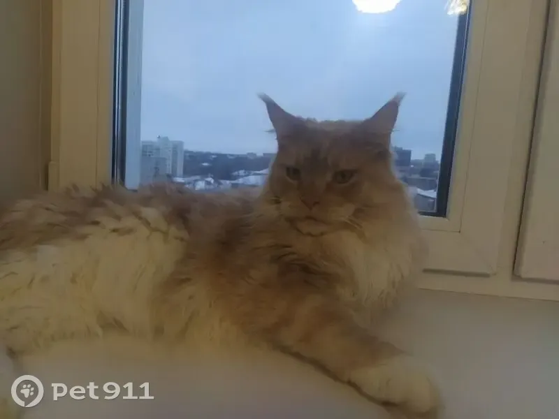 Пропал кот Мэйн-кун, ул. Труда 24 - photo