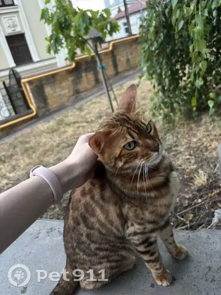Кошка найдена на Шаумяна, 18, Ставрополь - photo