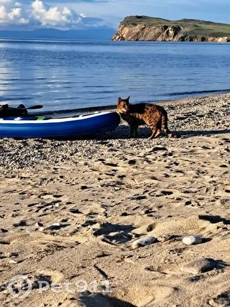 Пропала кошка на Ольхоне, Хужирское СП - photo