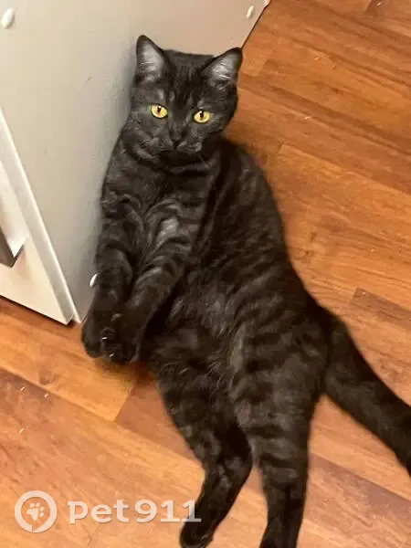 Пропала кошка, Ново-Садовая 42, Самара - photo