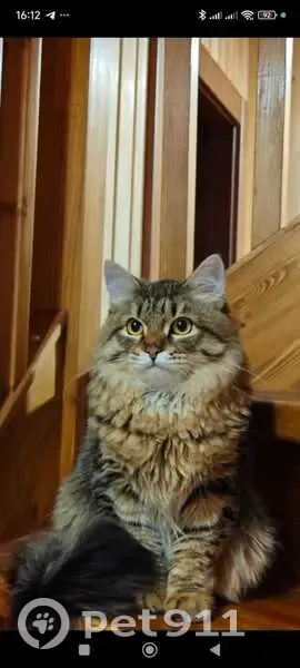 Пропала кошка, Хоккейный пер., 1 - photo