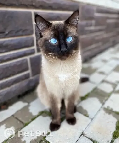 Пропала кошка, ул. Коммунистическая, Борисовка - photo