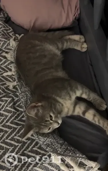 Кошка найдена: Гостиничный проезд, 8 к1 - photo