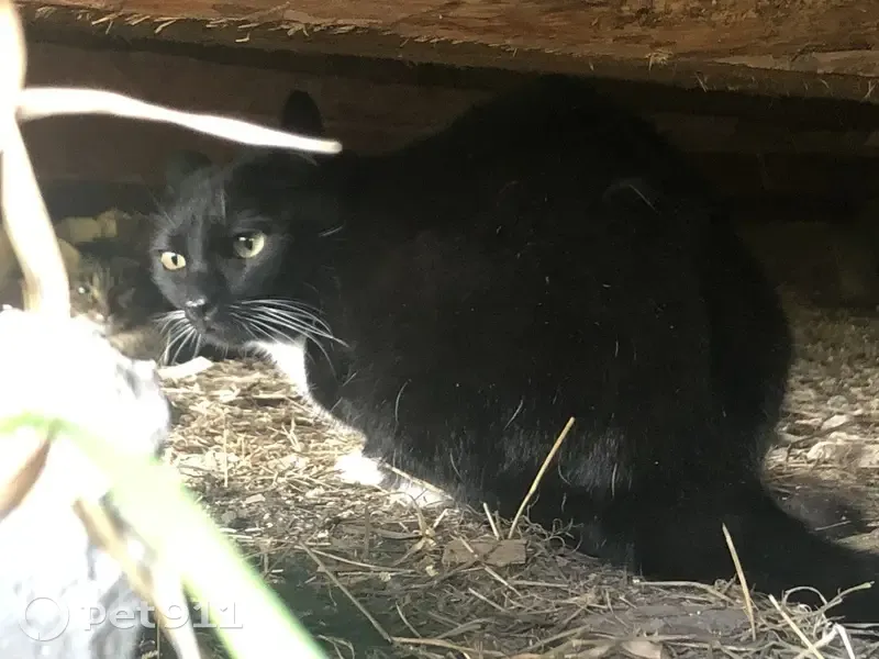 Кошка найдена, ул. Ситим, Якутск - photo